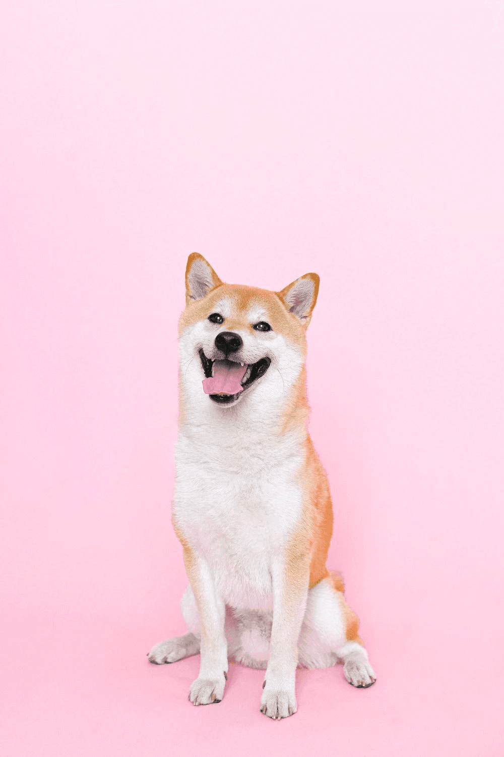 dogs