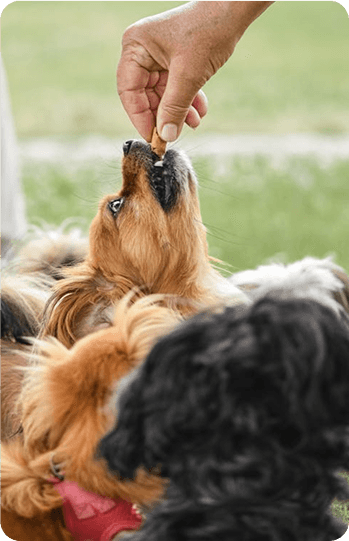 Dog training