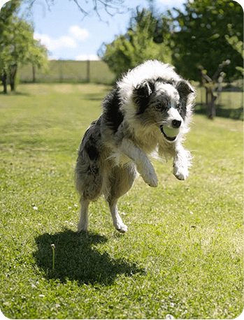 Dog training