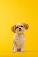 dog face avatar
