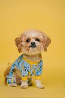 dog face avatar