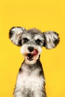 dog face avatar