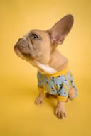 dog face avatar