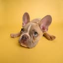dog face avatar