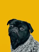 dog face avatar