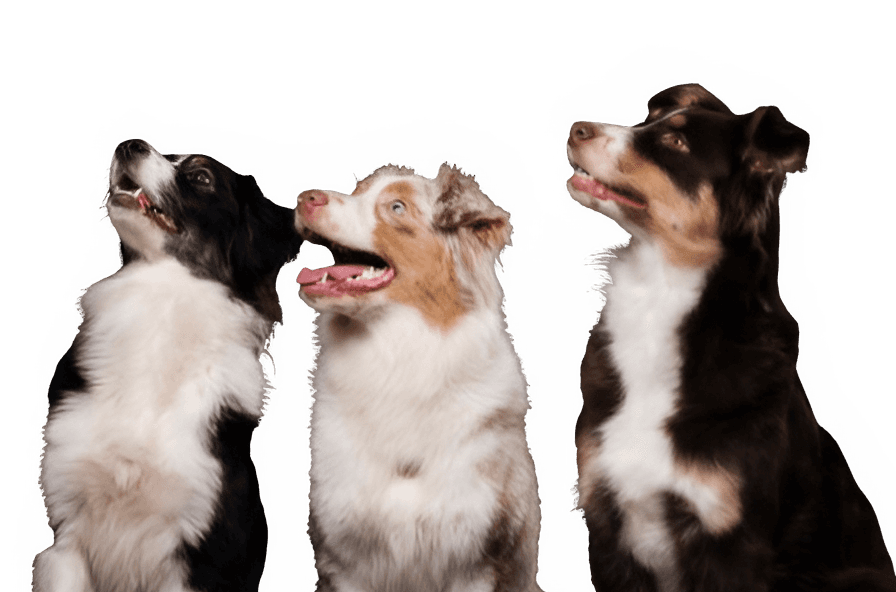 Dog training