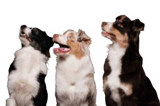 Dog training