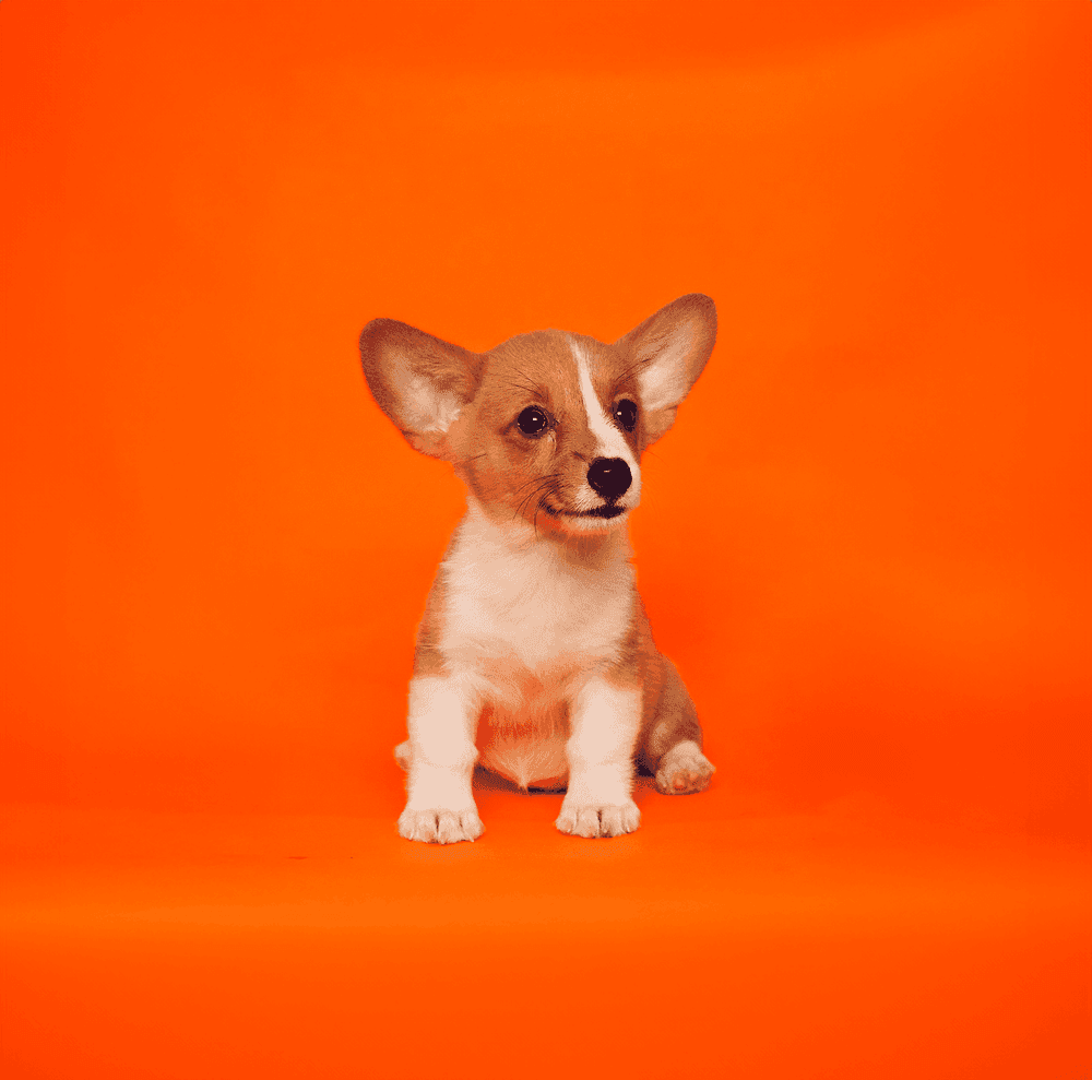 Puppy Foundations-image