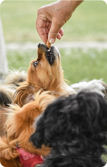 Dog training