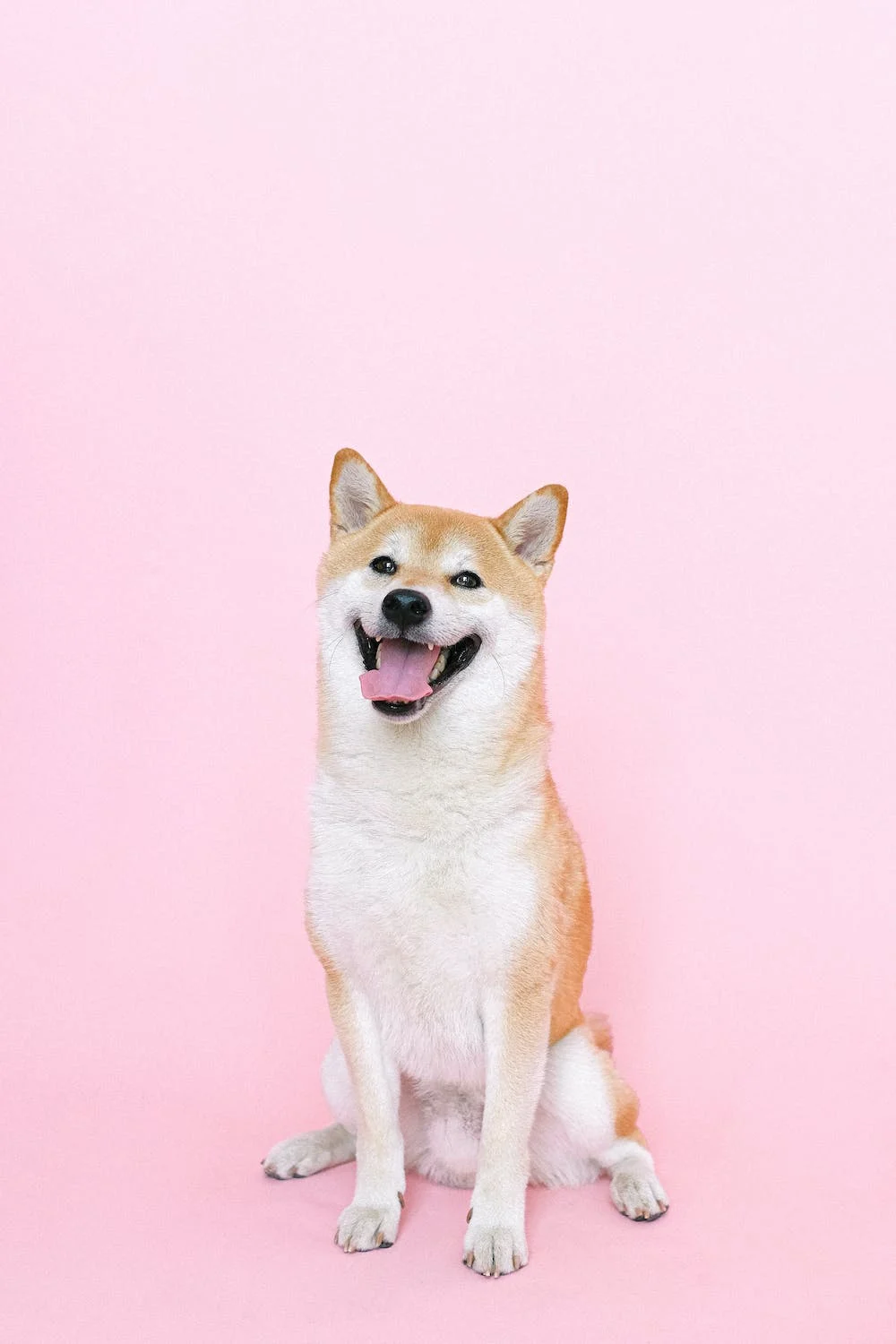 dogs