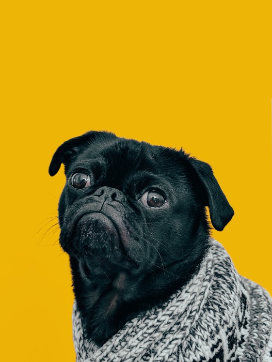 dog face avatar
