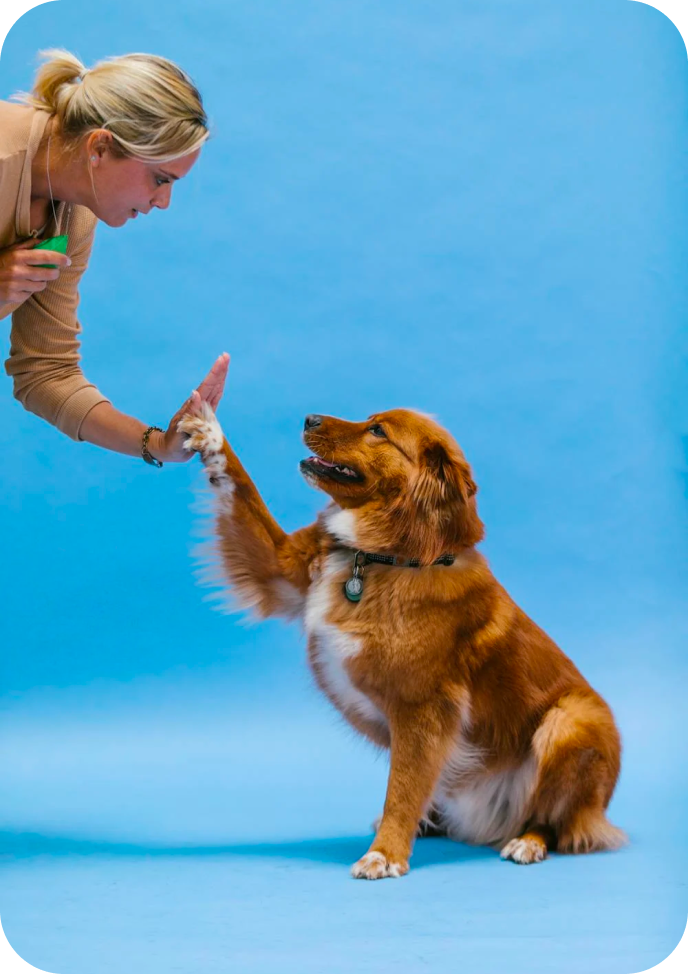 dog-high-five