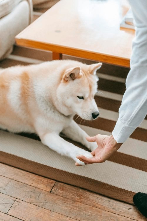 A dog offering a paw to a person at home