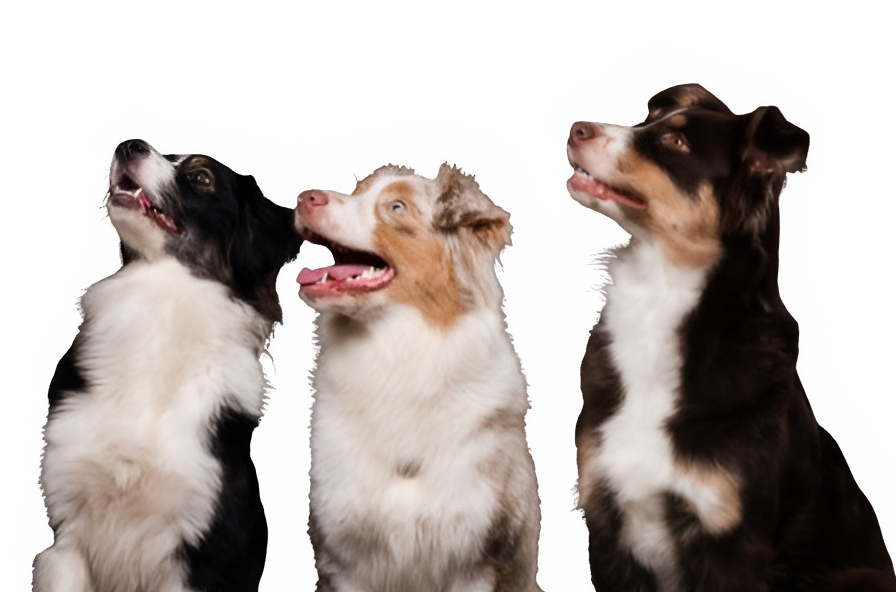 Dog training